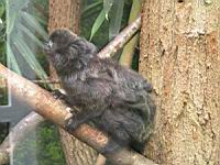 Ouistiti de Goeldi (Callimico goeldii)(ord. Primates)(fam Callimiconides)(02)